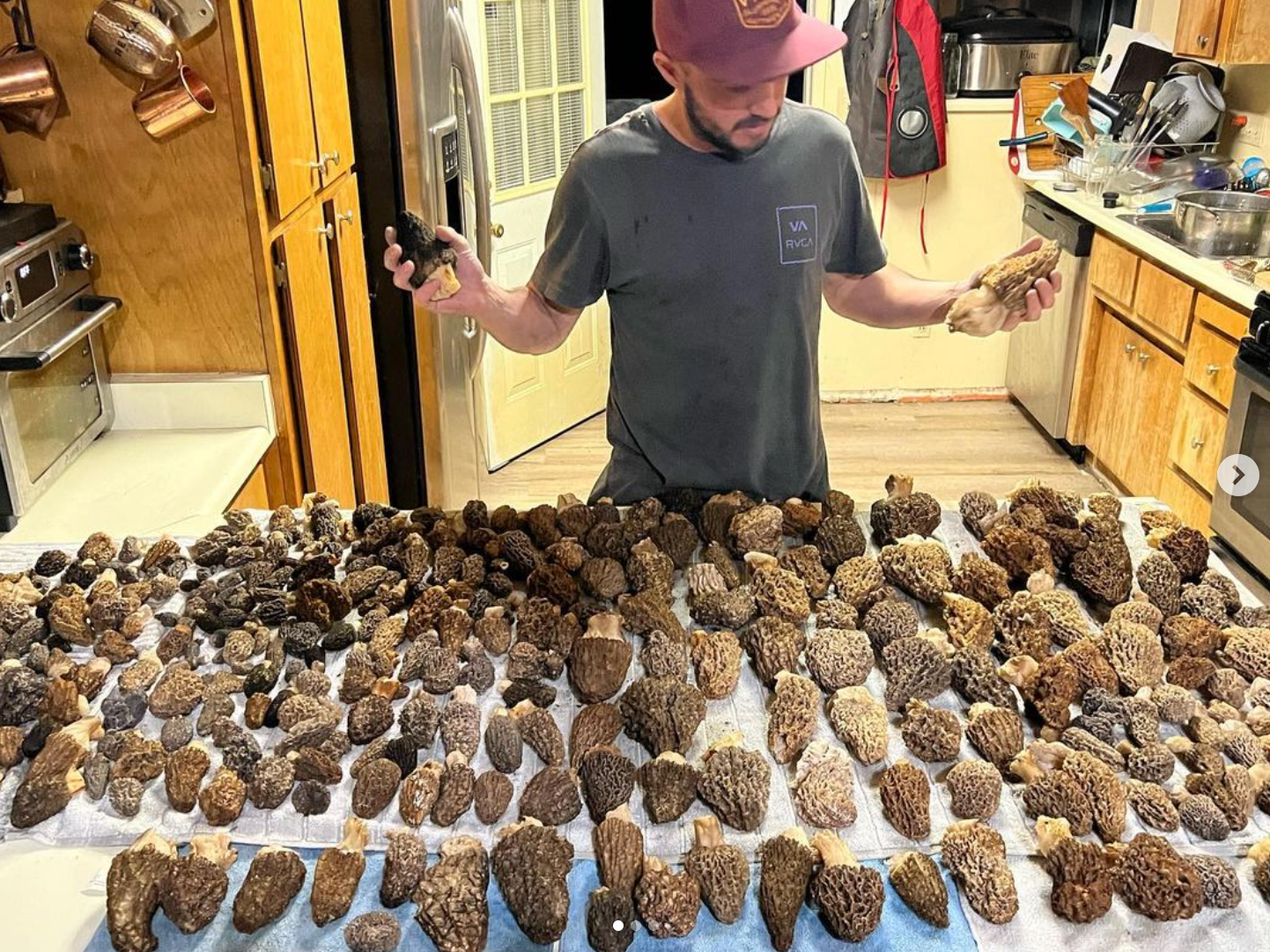 Mushroom Spring Foray Experience: Sierra Nevada Mushroom Foraging Adventure + Gourmet & Medicinal Mushrooms with Mushroom-Themed Lunch