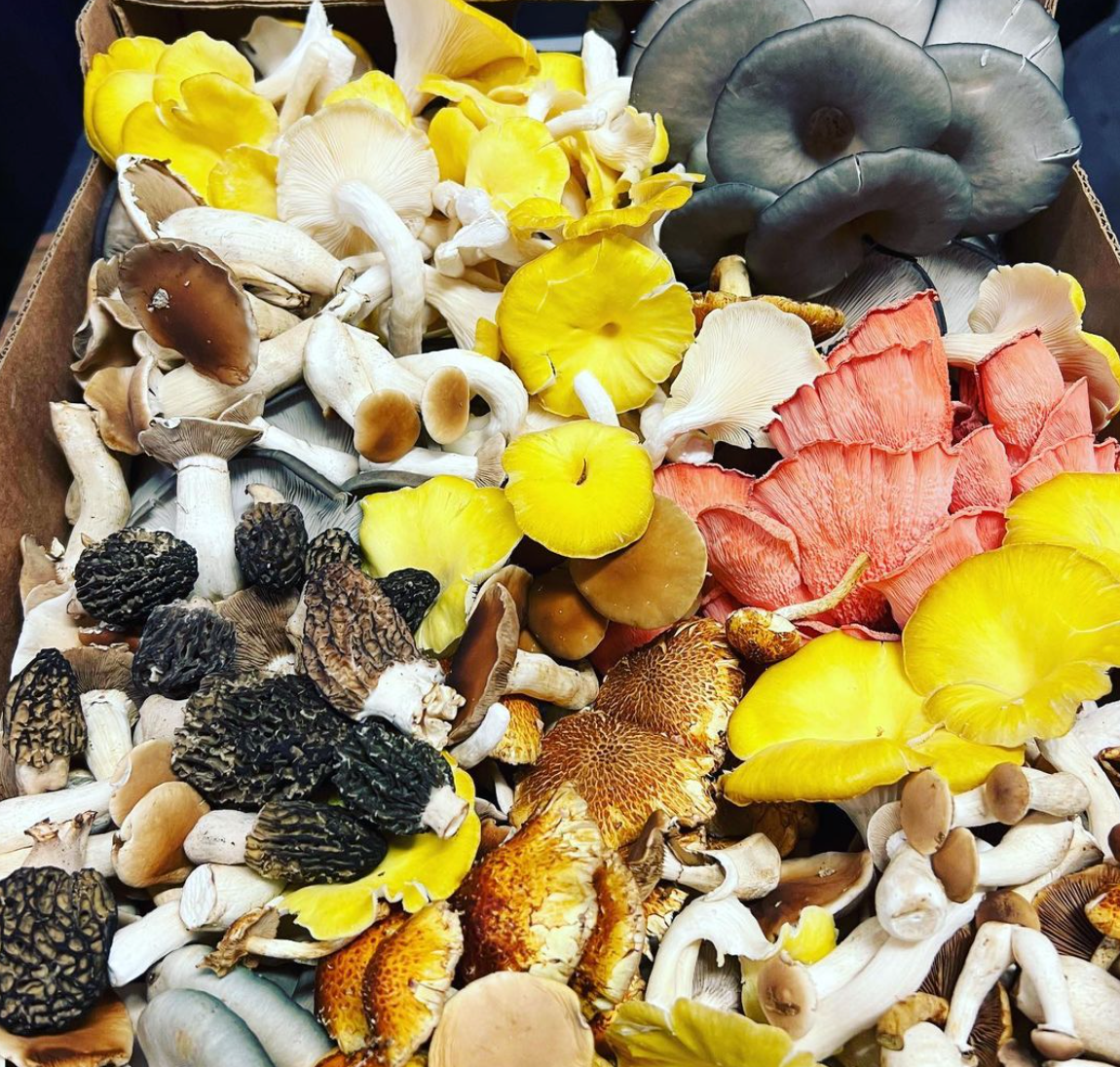 Mushroom Spring Foray Experience: Sierra Nevada Mushroom Foraging Adventure + Gourmet & Medicinal Mushrooms with Mushroom-Themed Lunch