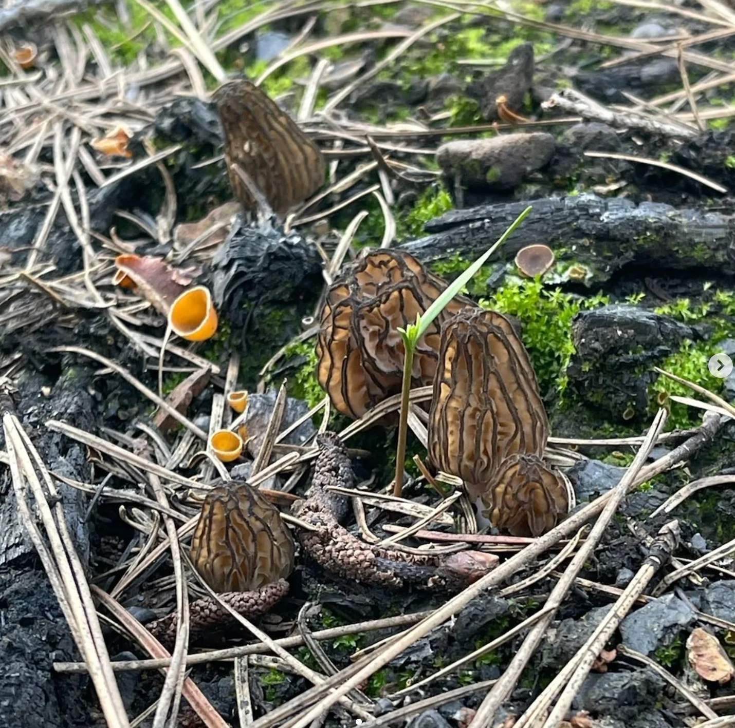 Mushroom Spring Foray Experience: Sierra Nevada Mushroom Foraging Adventure + Gourmet & Medicinal Mushrooms with Mushroom-Themed Lunch