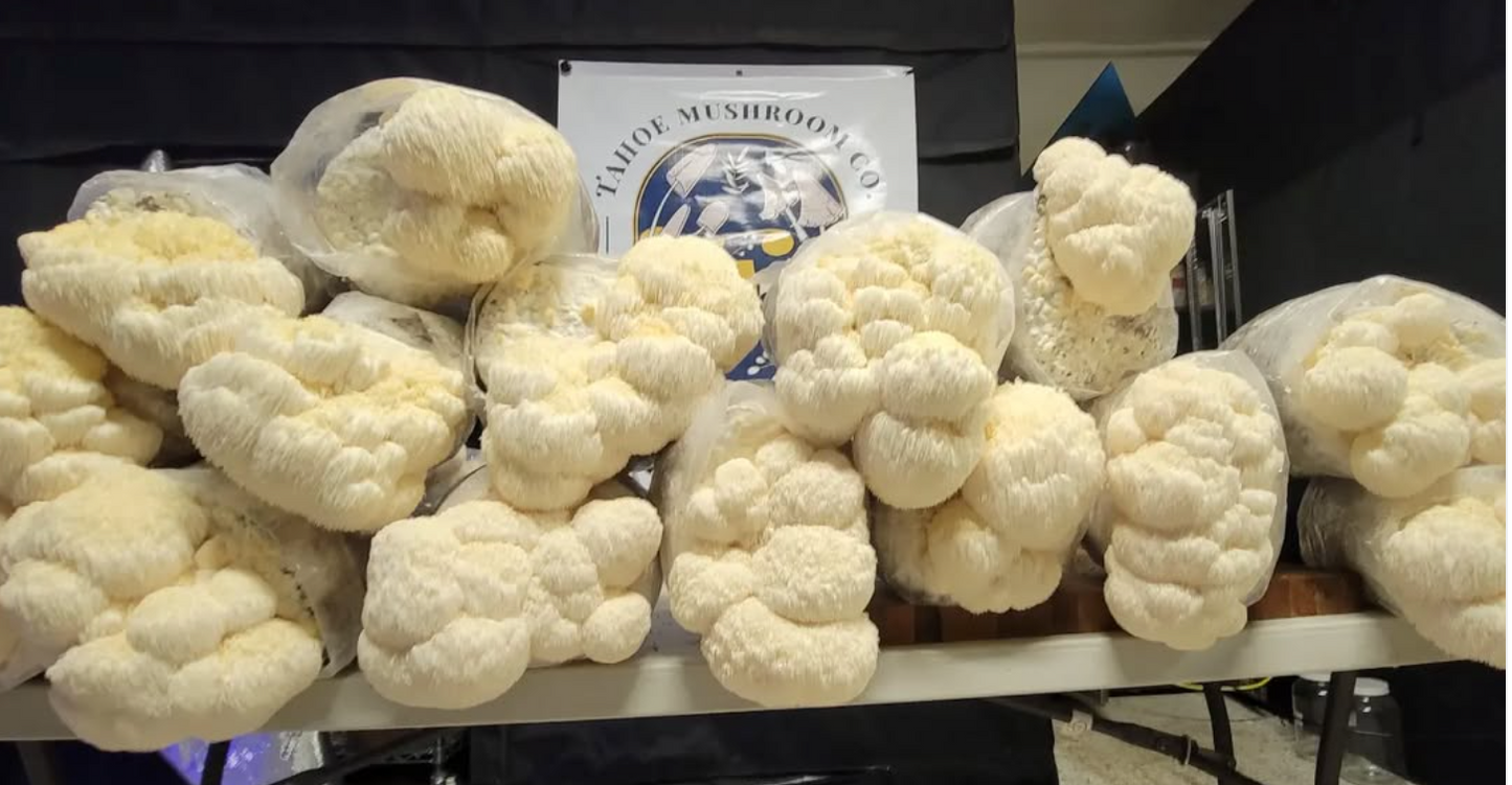 "Grow Your Own" Lion's Mane