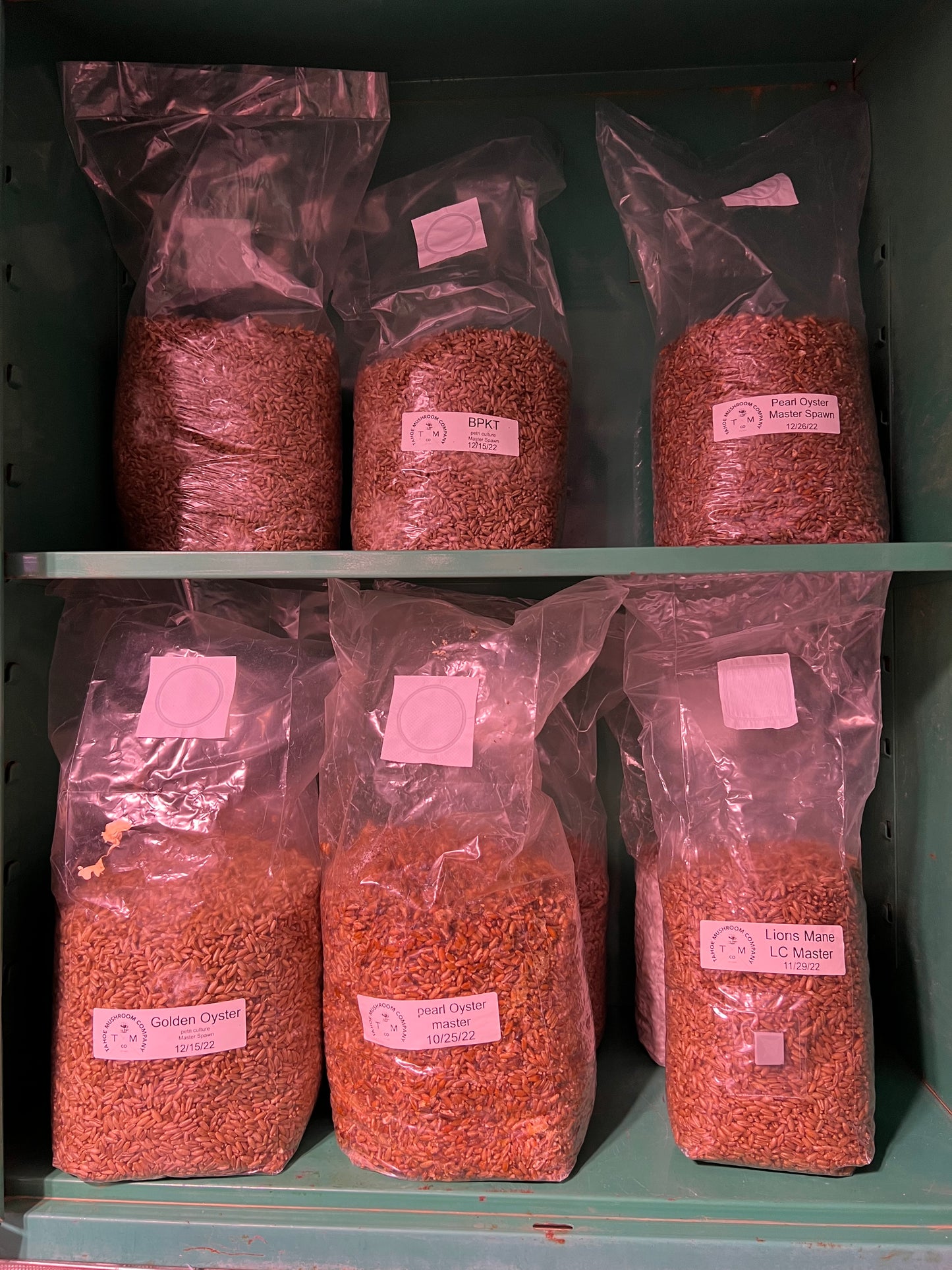 Sterilized Rye Grain