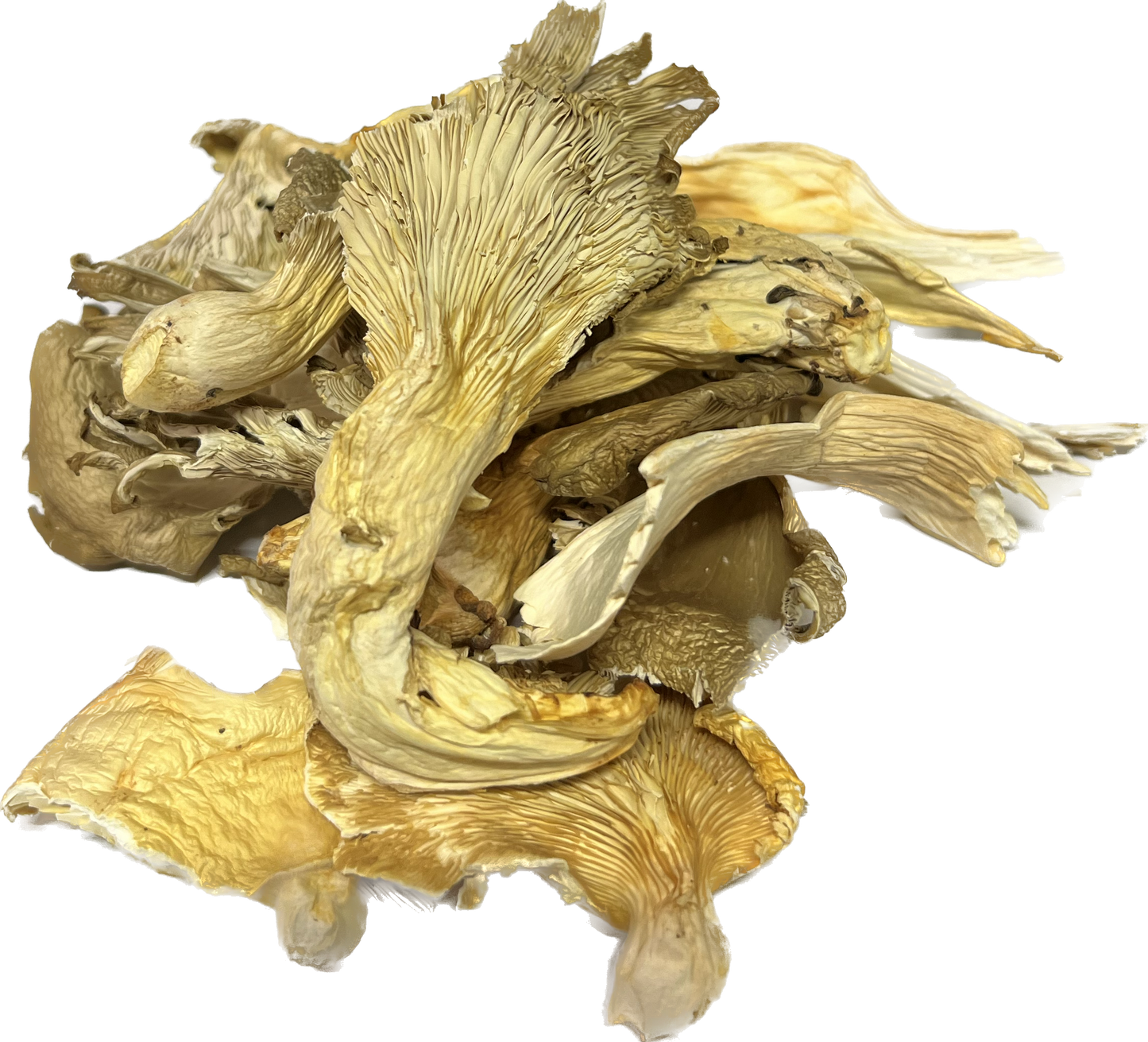Dried Oyster Mushrooms