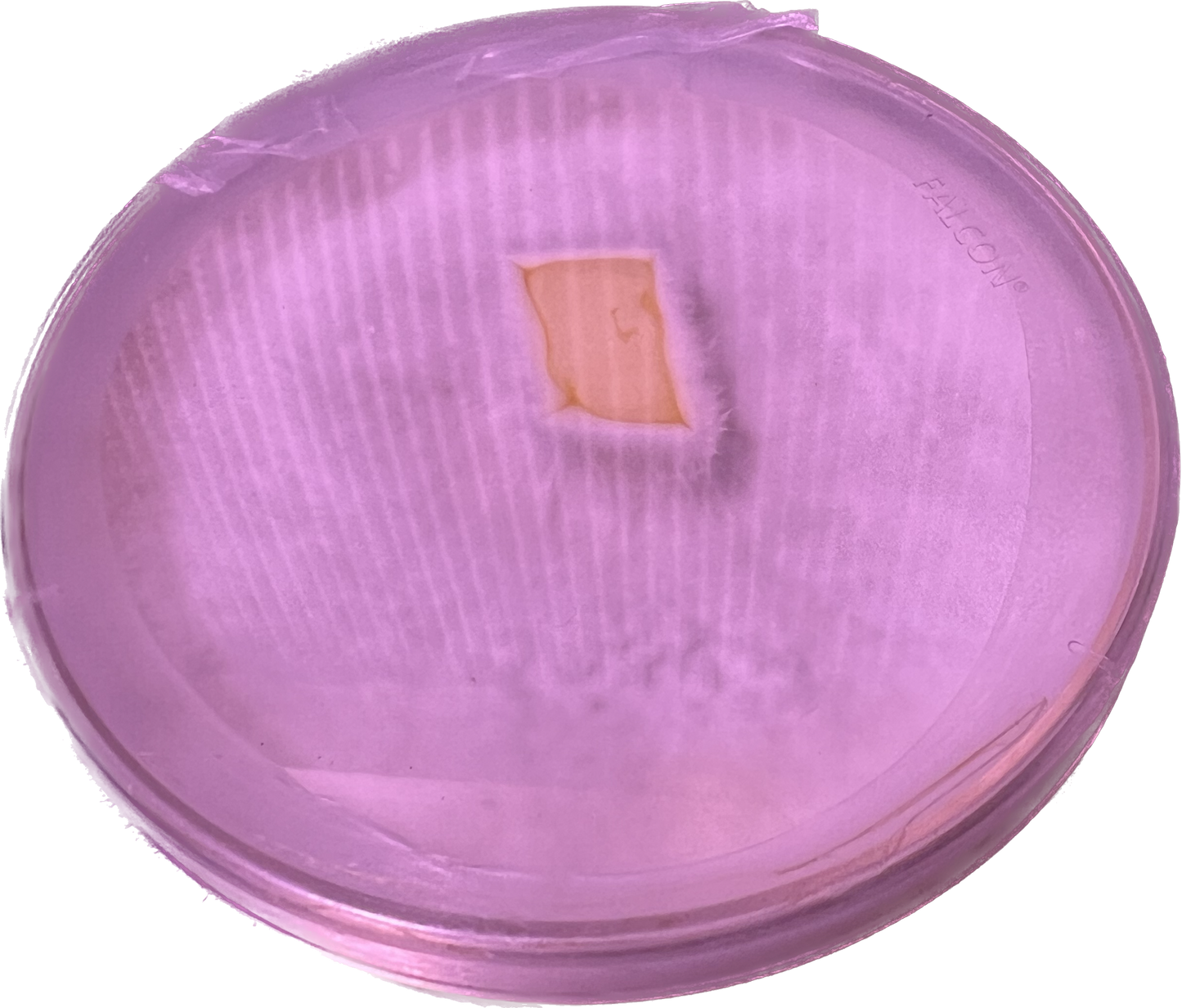 Tahoe Blue Oyster Petri Dish Culture