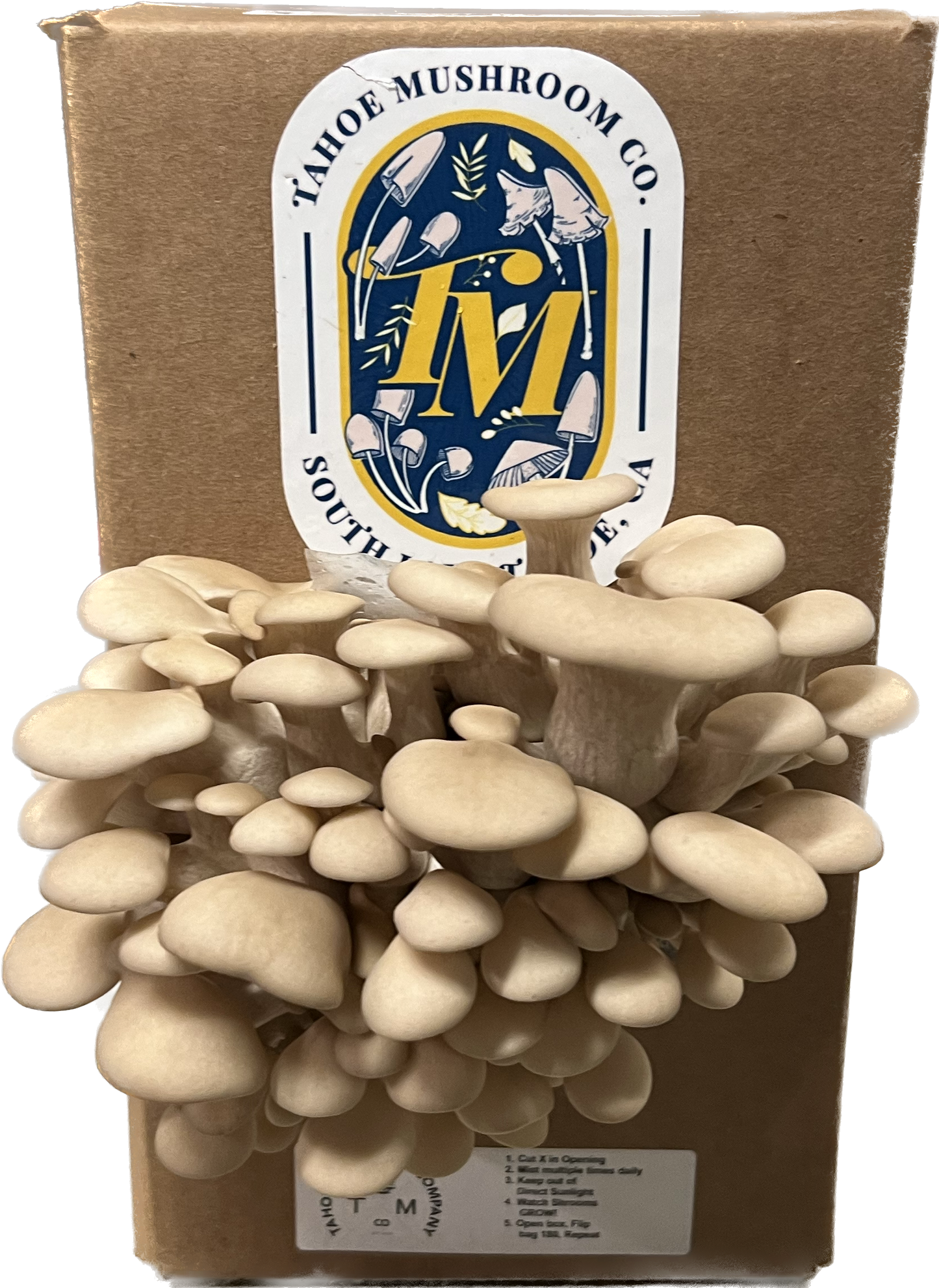 "Grow Your Own" Tahoe Snow Oyster