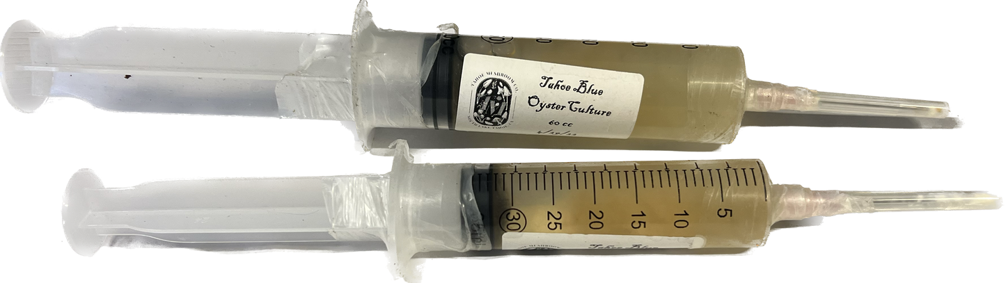 Tahoe Blue Oyster Liquid Mycelium Culture