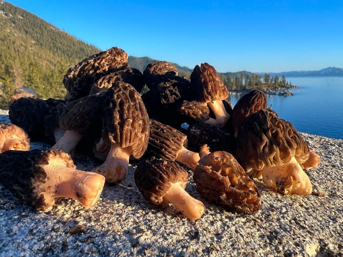 Mushroom Spring Foray Experience: Sierra Nevada Mushroom Foraging Adventure + Gourmet & Medicinal Mushrooms with Mushroom-Themed Lunch