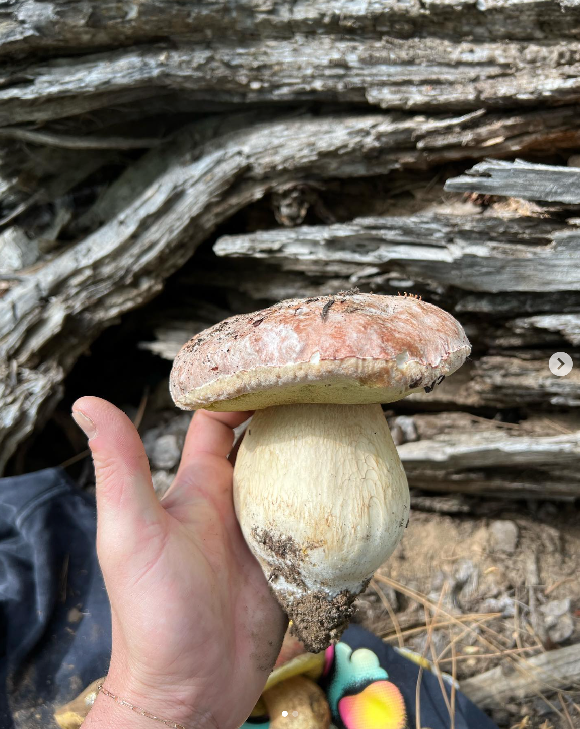 Mushroom Spring Foray Experience: Sierra Nevada Mushroom Foraging Adventure + Gourmet & Medicinal Mushrooms with Mushroom-Themed Lunch