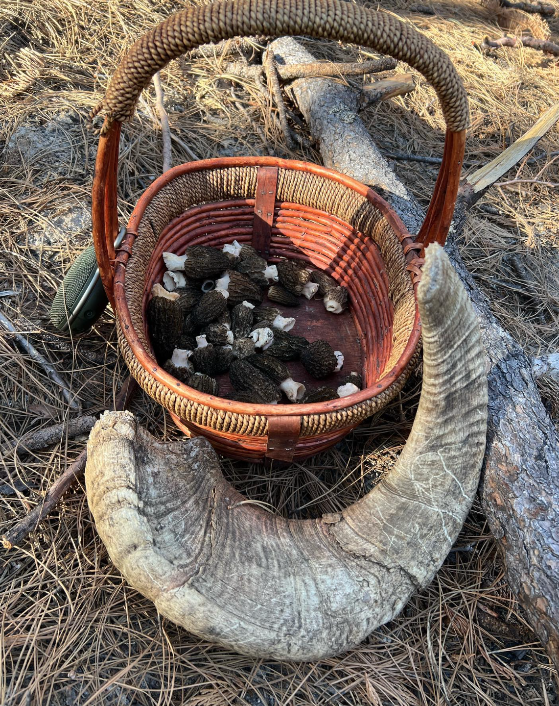 Mushroom Spring Foray Experience: Sierra Nevada Mushroom Foraging Adventure + Gourmet & Medicinal Mushrooms with Mushroom-Themed Lunch