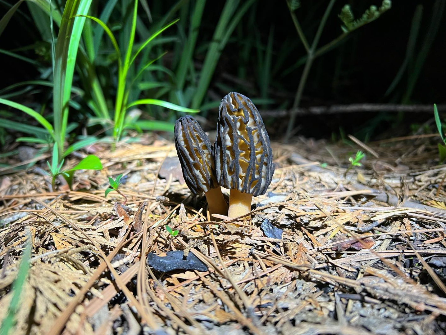 Mushroom Spring Foray Experience: Sierra Nevada Mushroom Foraging Adventure + Gourmet & Medicinal Mushrooms with Mushroom-Themed Lunch