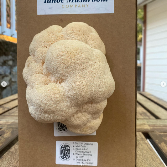 "Grow Your Own" Lion's Mane