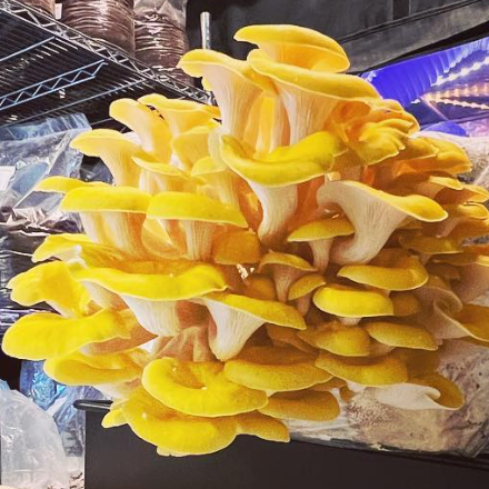 "Grow Your Own" Tahoe Golden Oyster