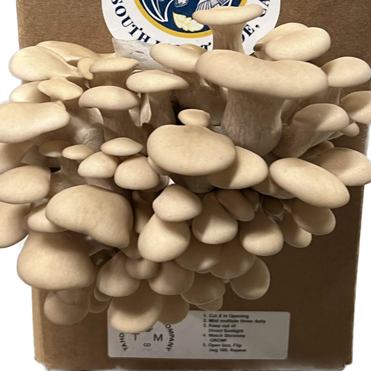 "Grow Your Own" Tahoe Snow Oyster