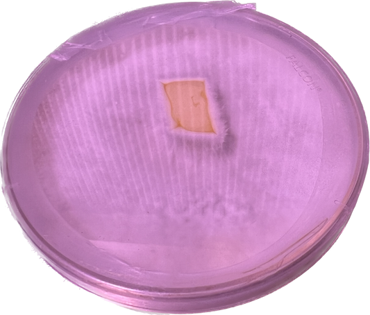 Tahoe Blue Oyster Petri Dish Culture