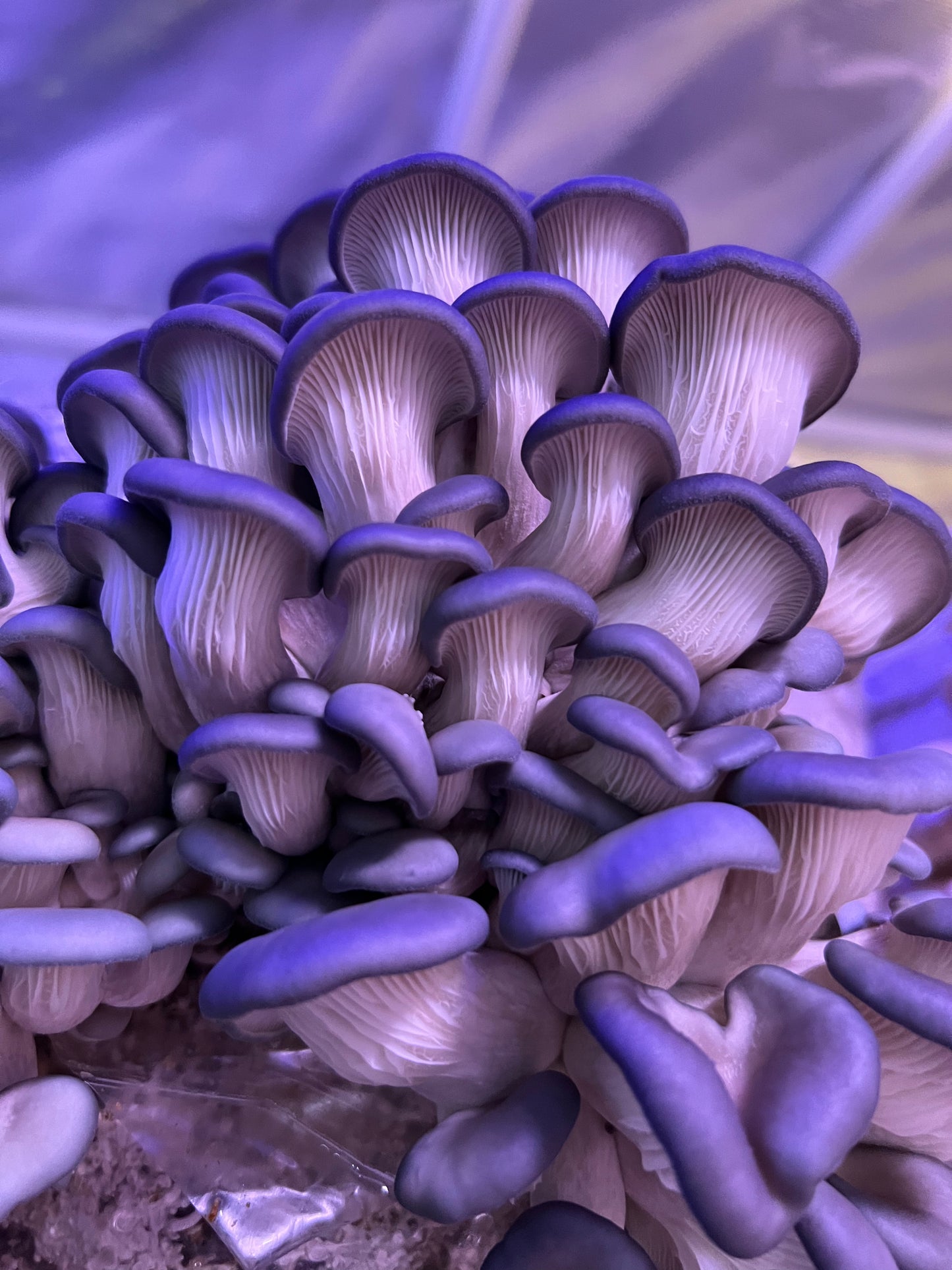 "Grow Your Own" Tahoe Blue Oyster