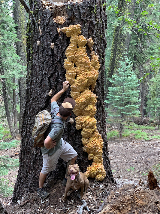 Dried Wild Chicken of the Woods