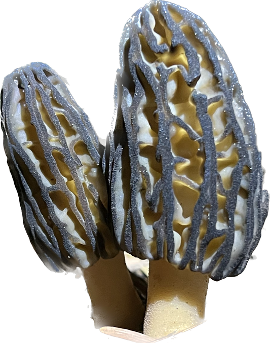 Dried Morel Mushrooms 1 oz