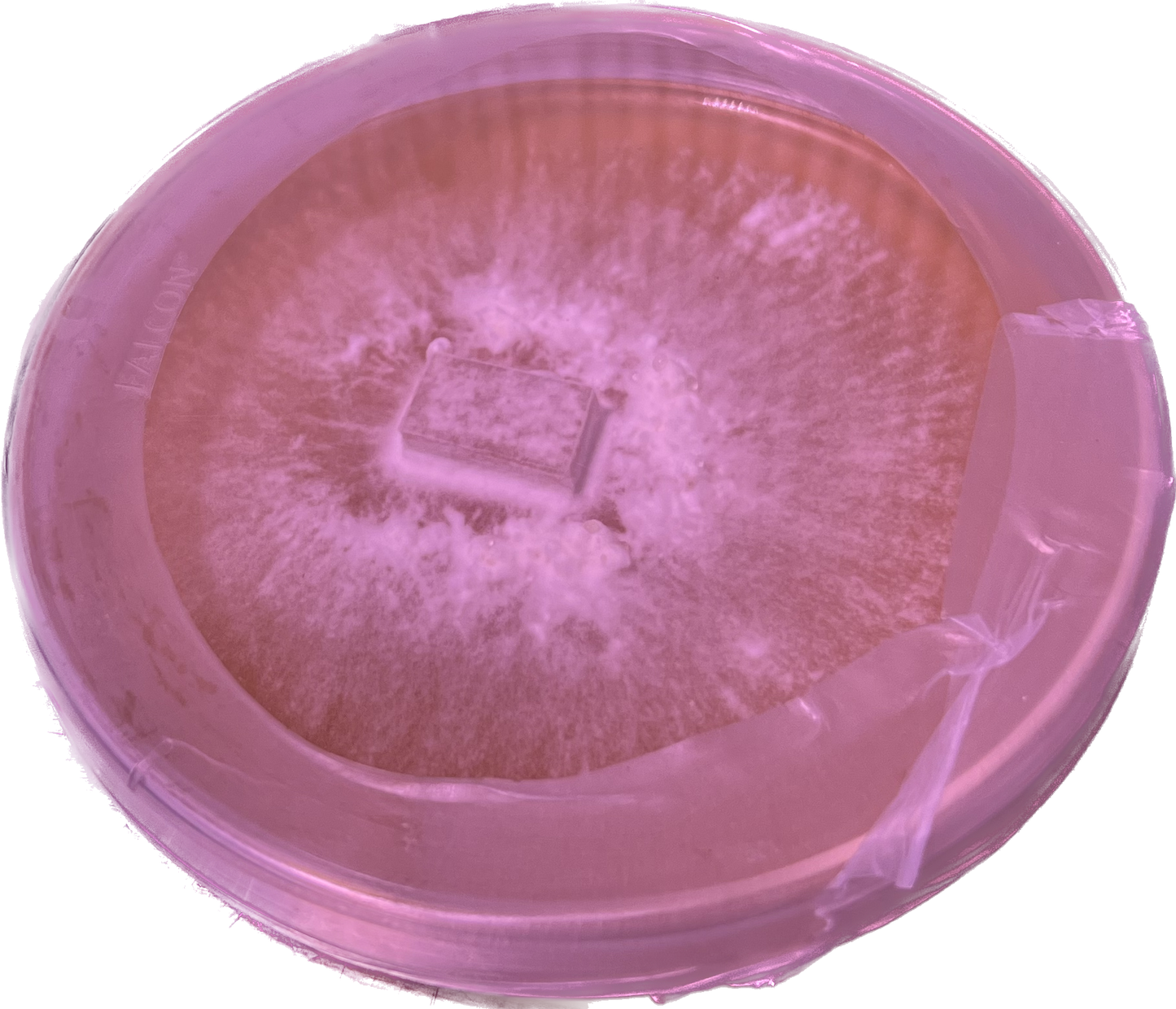 Lion's Mane Petri Dish Culture