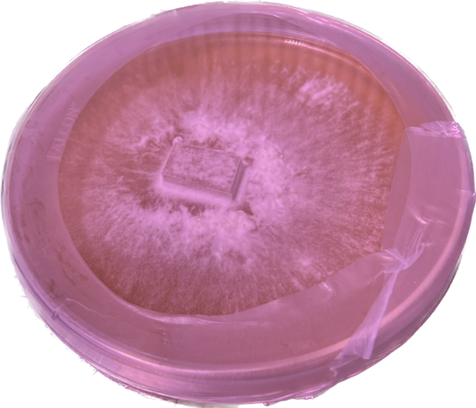 Lion's Mane Petri Dish Culture